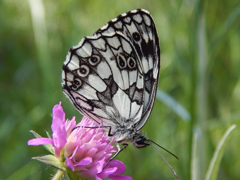 Melanargia galathea puntuale all''appuntamento